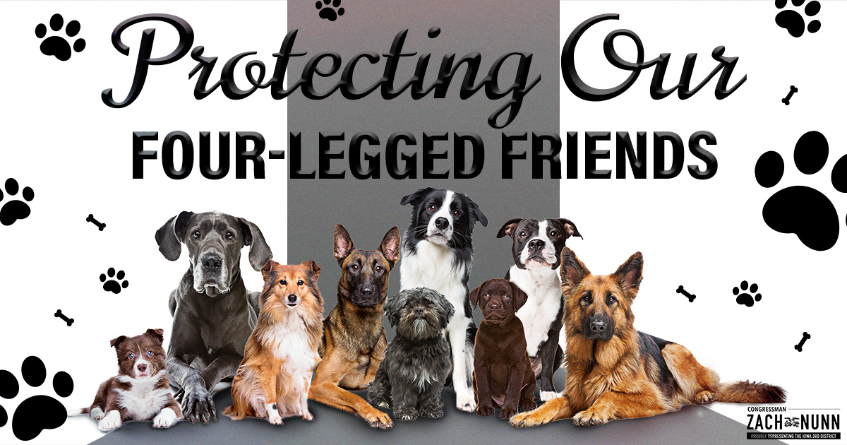 WE WILL ALWAYS FIGHT TO ENSURE EVERY DOG HAS A SAFE AND LOVING HOME